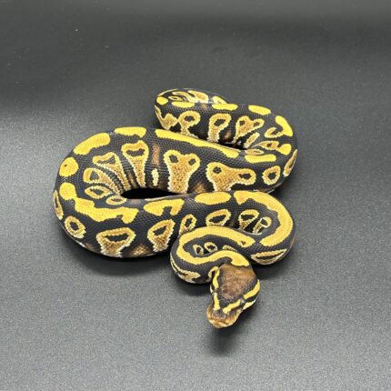 Cypress YB/Gravel Het Clown